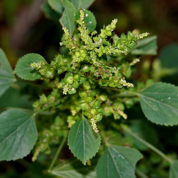 Acalypha indica