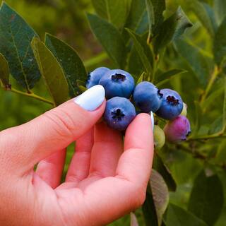 1 Gal. Duke Blueberry Plant in Pot Delicious Fruit