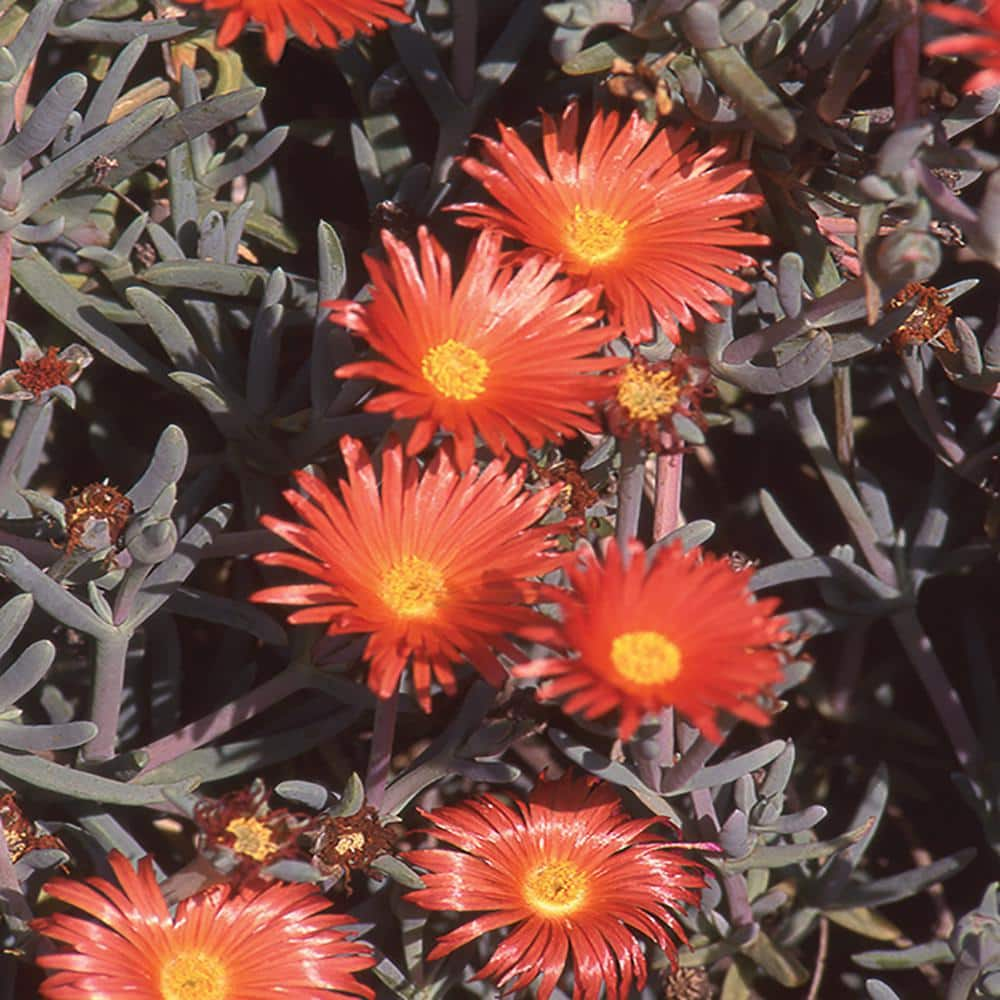 METROLINA GREENHOUSES 2.5 Qt. Wheels of Wonder Orange and Yellow Trailing Ice Plant 70647