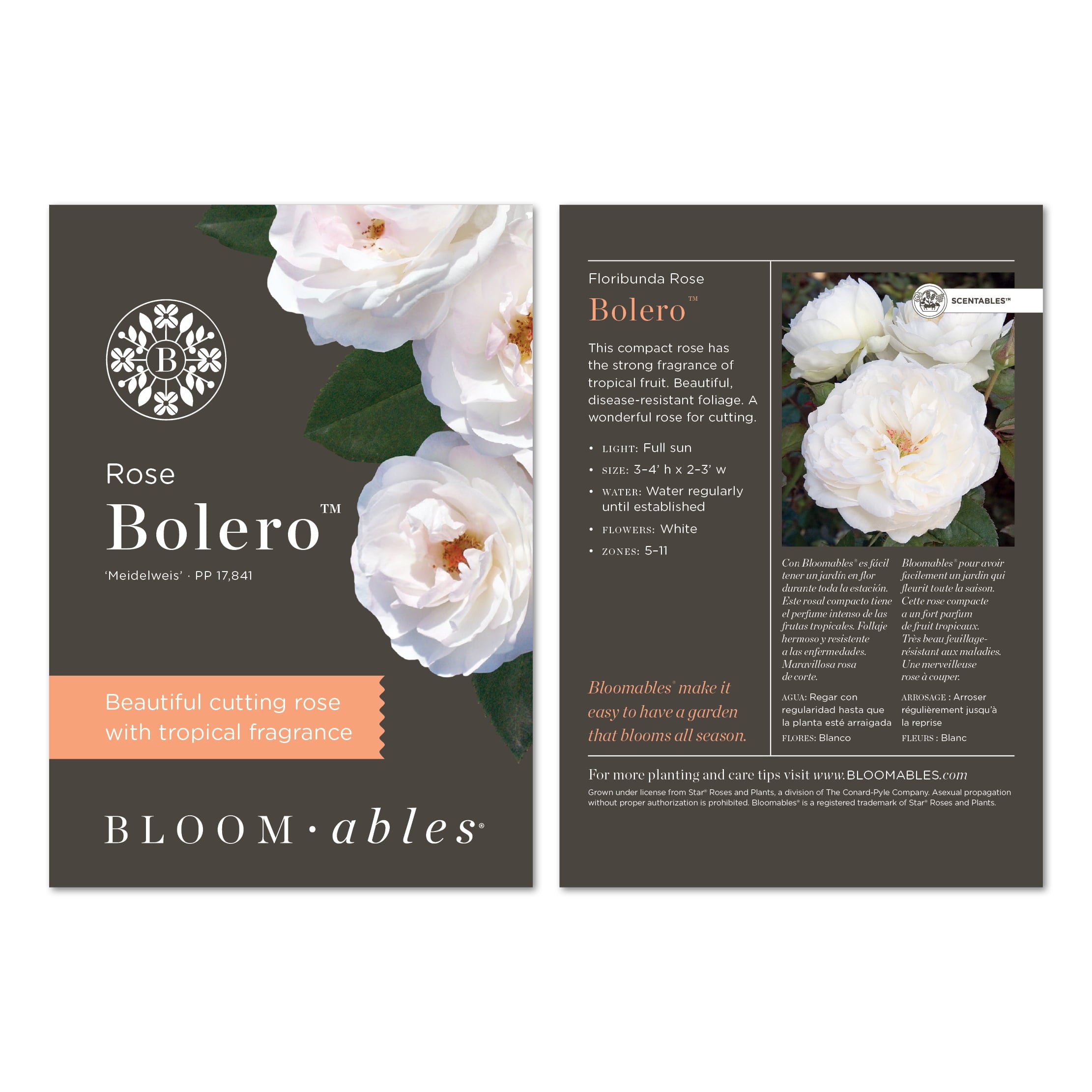 Scentables™ Bareroot Bolero™ Florbiunda Rose - White Blooms - Live Plants - 2 Piece