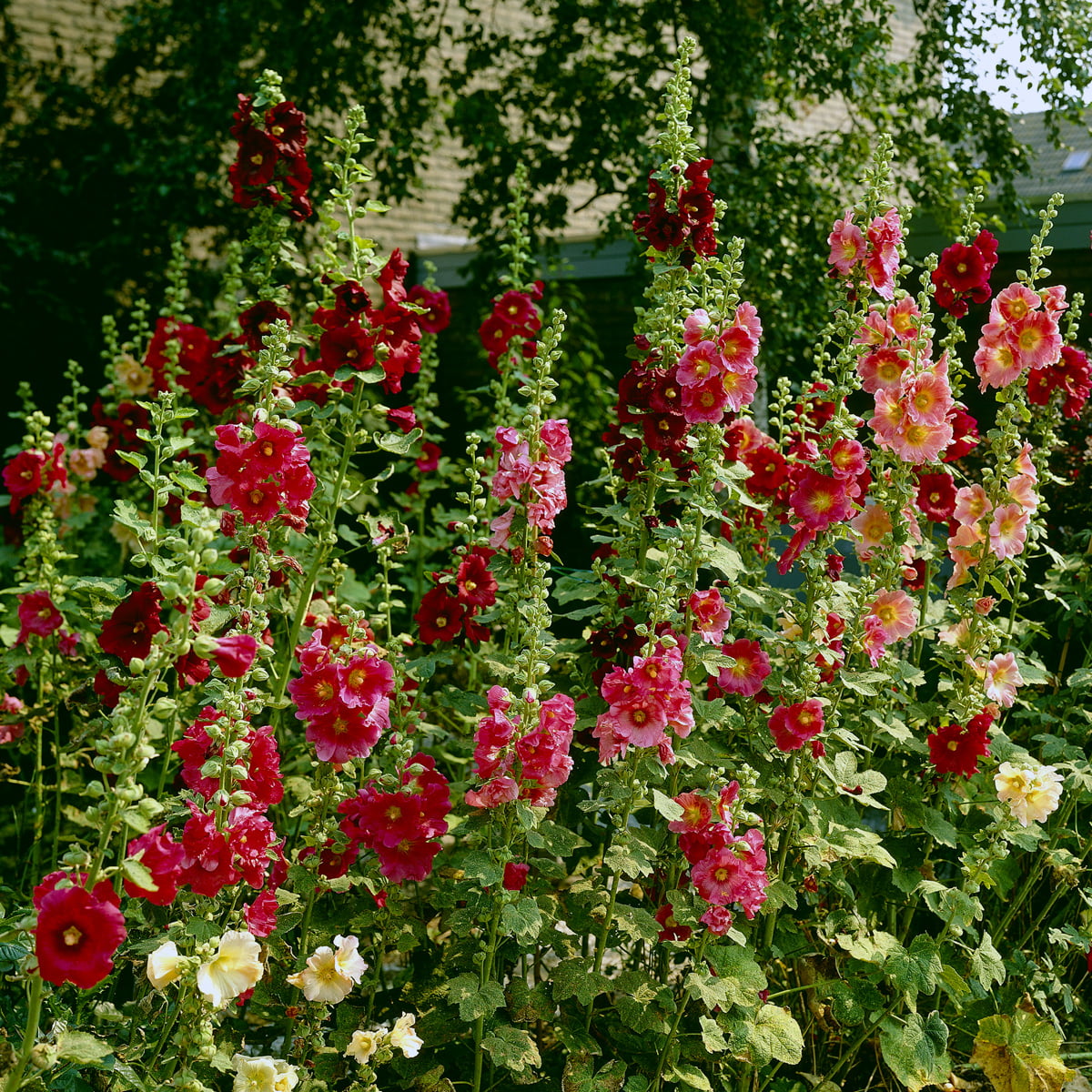 Van Zyverden Hollyhocks Alcea Rosea Red Set of 5 Roots Red Full Sun