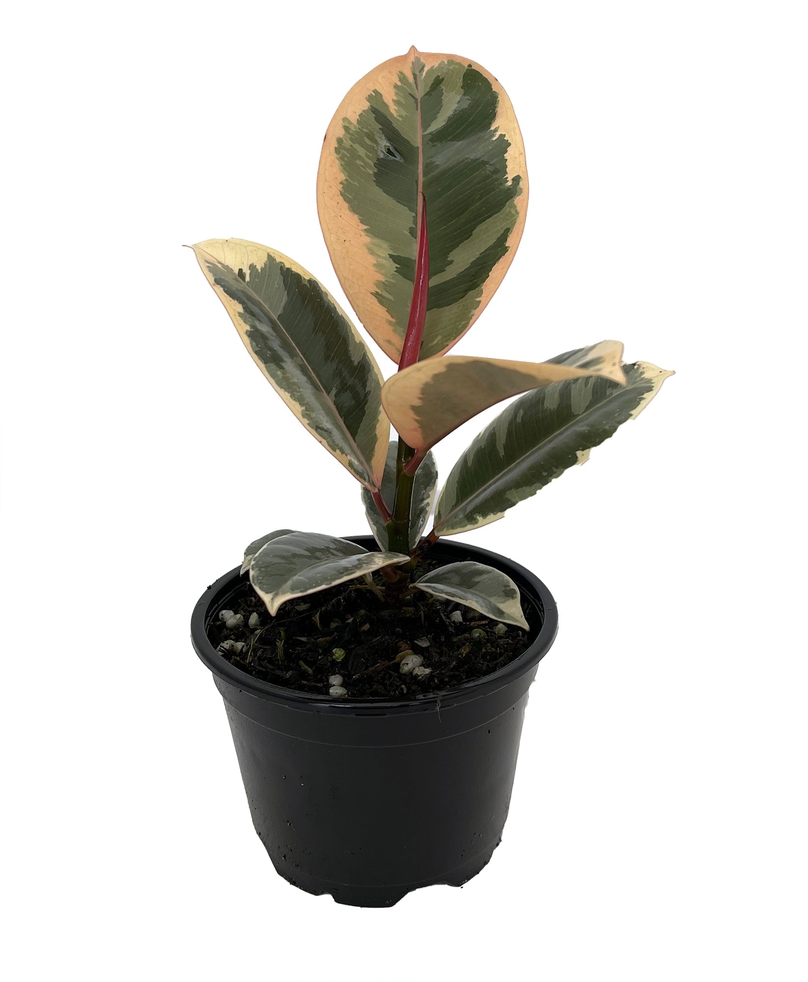 Tineke Rubber Tree Plant - Ficus - NEW yet very OLD! - 4