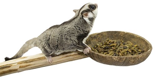 Exotic Nutrition Coconut Cup with Perch - Small Animal Cage Accessory - Sugar Glider， Parrot， Marmoset， Degu， Birds， Other Sm