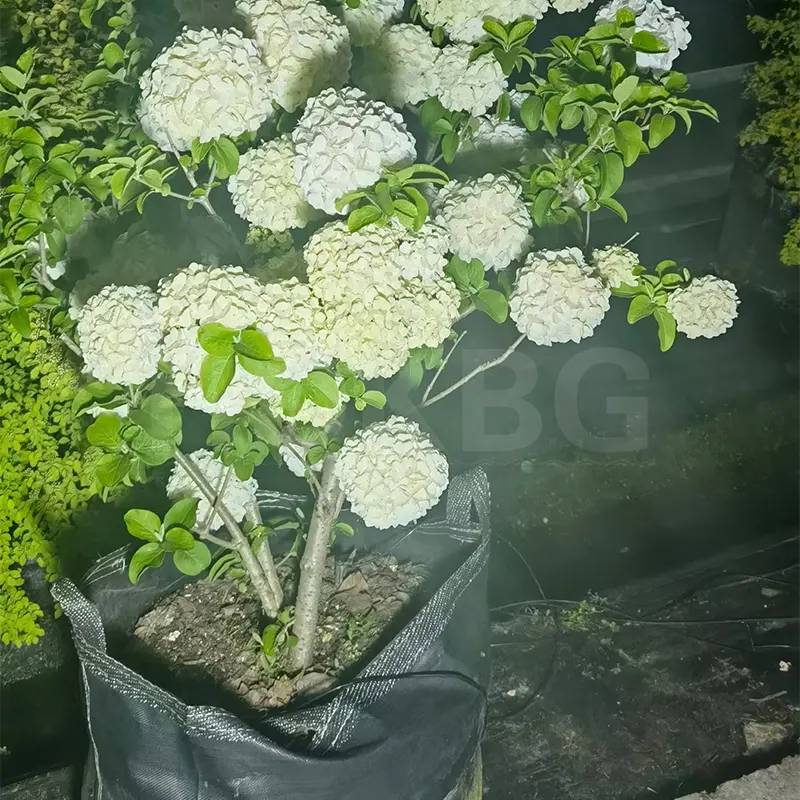 HOKBG Factory direct sale 33 gallons hydrangea tree grow bags with high density polypropylene woven fabric