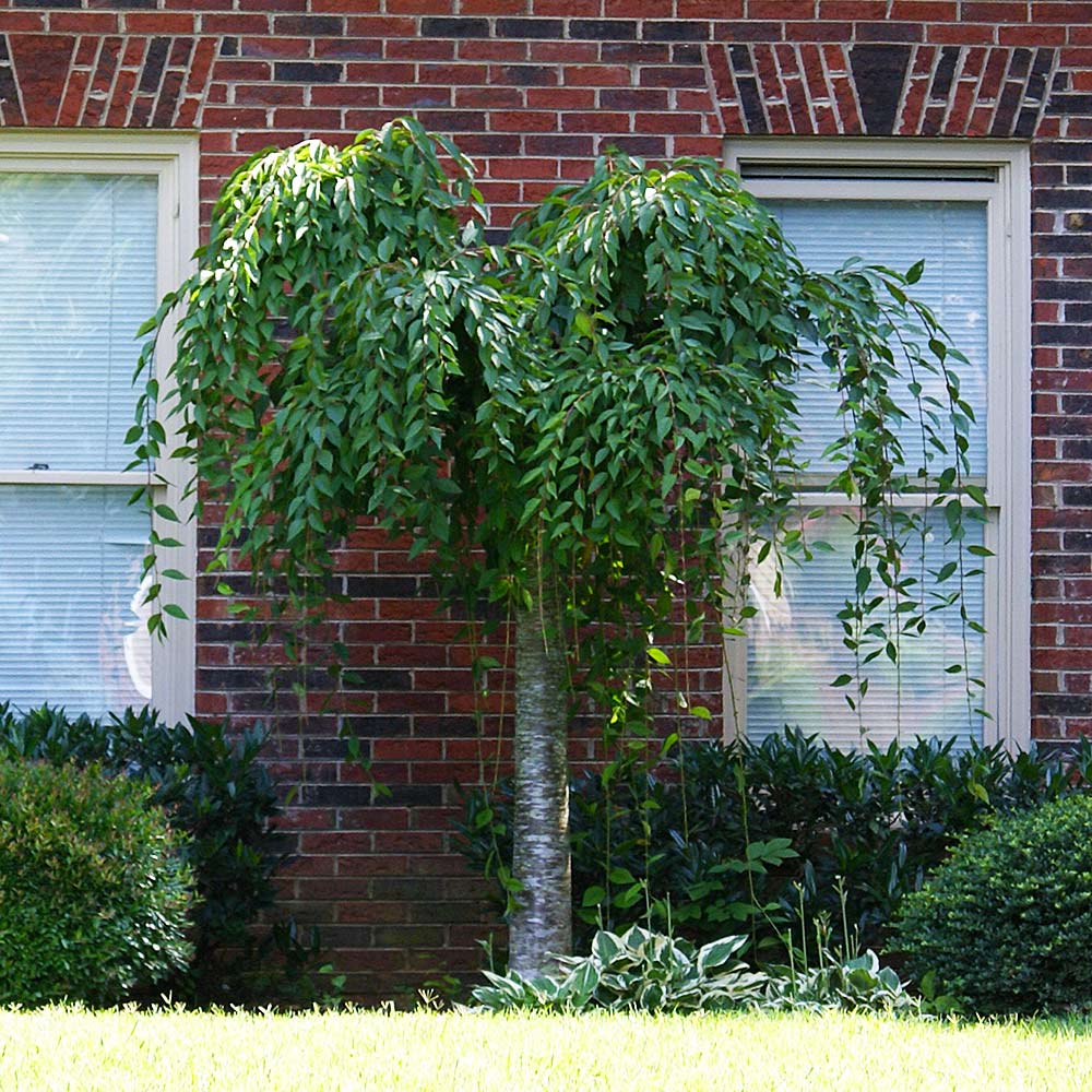 Snow Fountains® Weeping Cherry Tree