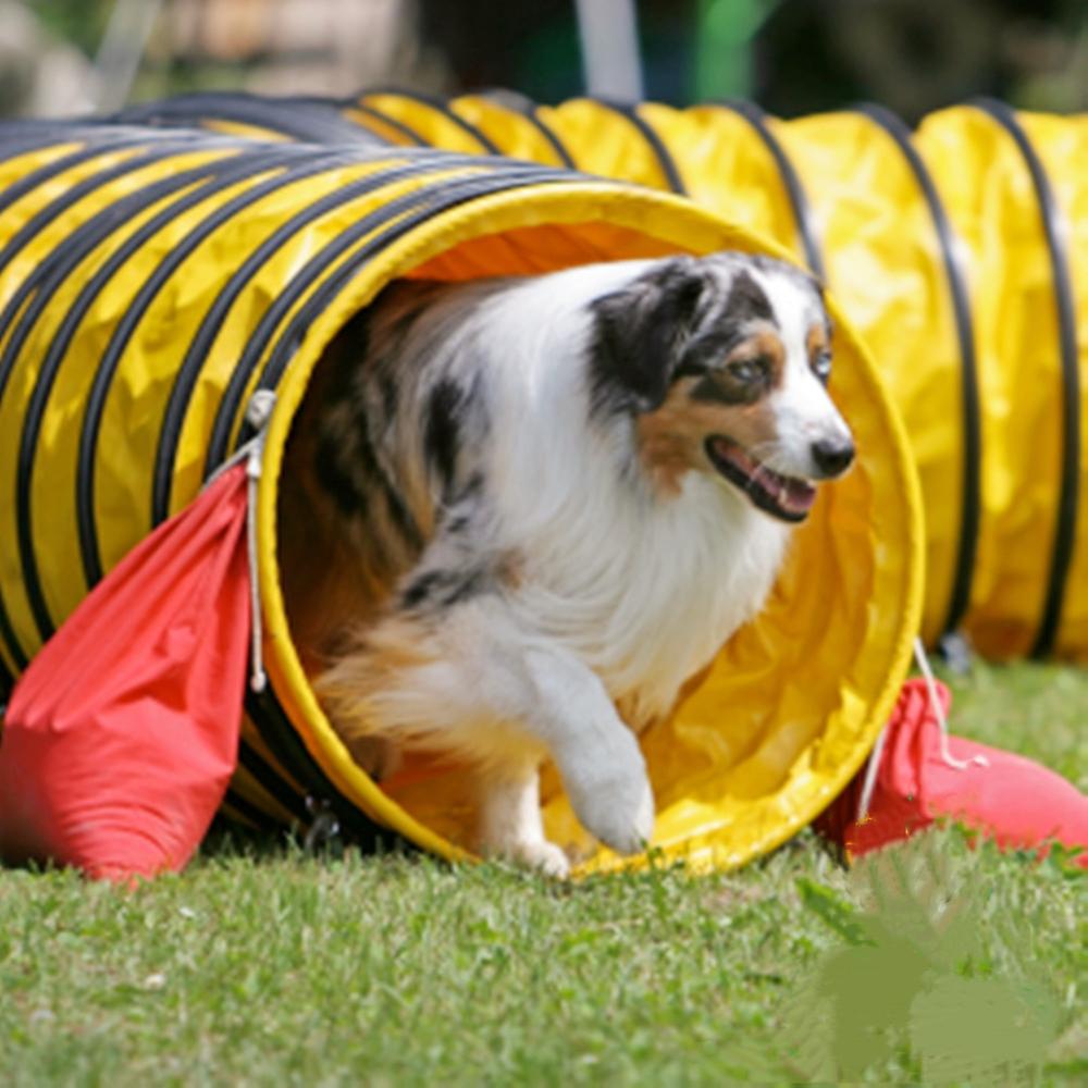 International competition level dog tunnel