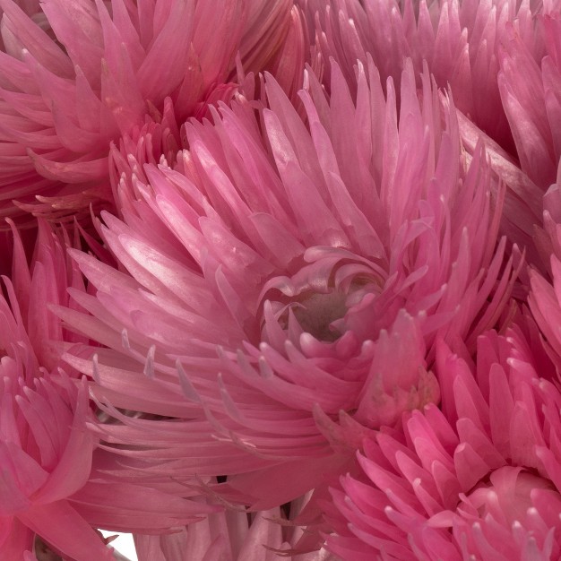 Natural Everlasting Flowers Dried