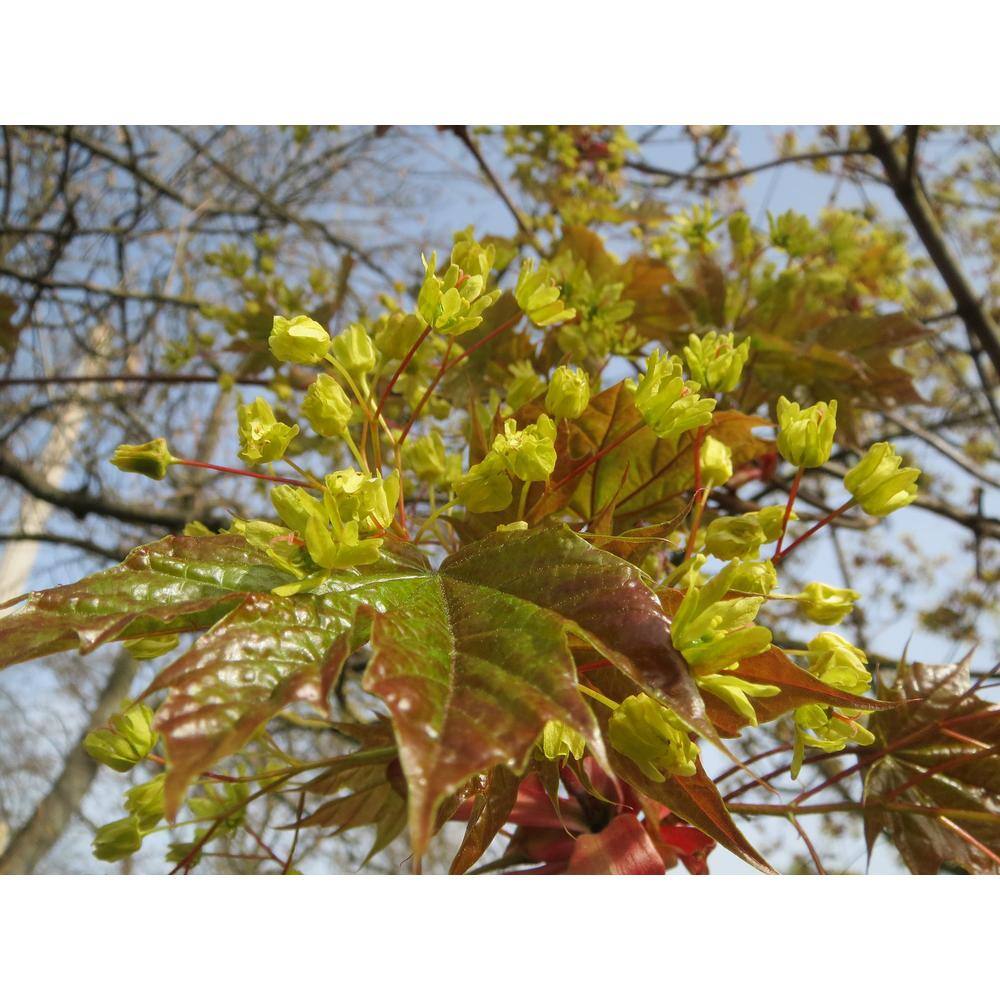 Online Orchards Norway Maple Tree - Among The Most Cold Hardy and Fastest Growing Maples (Bare Root 3 ft. to 4 ft. Tall) SHNM002