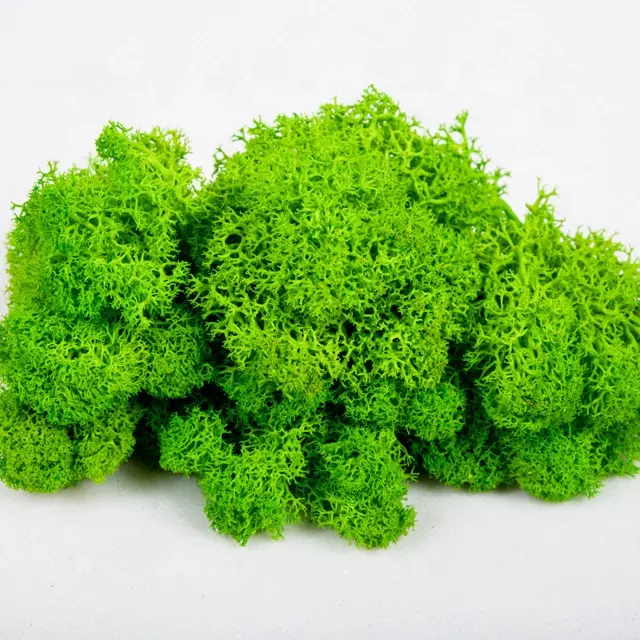 garden supplies plants fertilizer dried Reindeer Moss