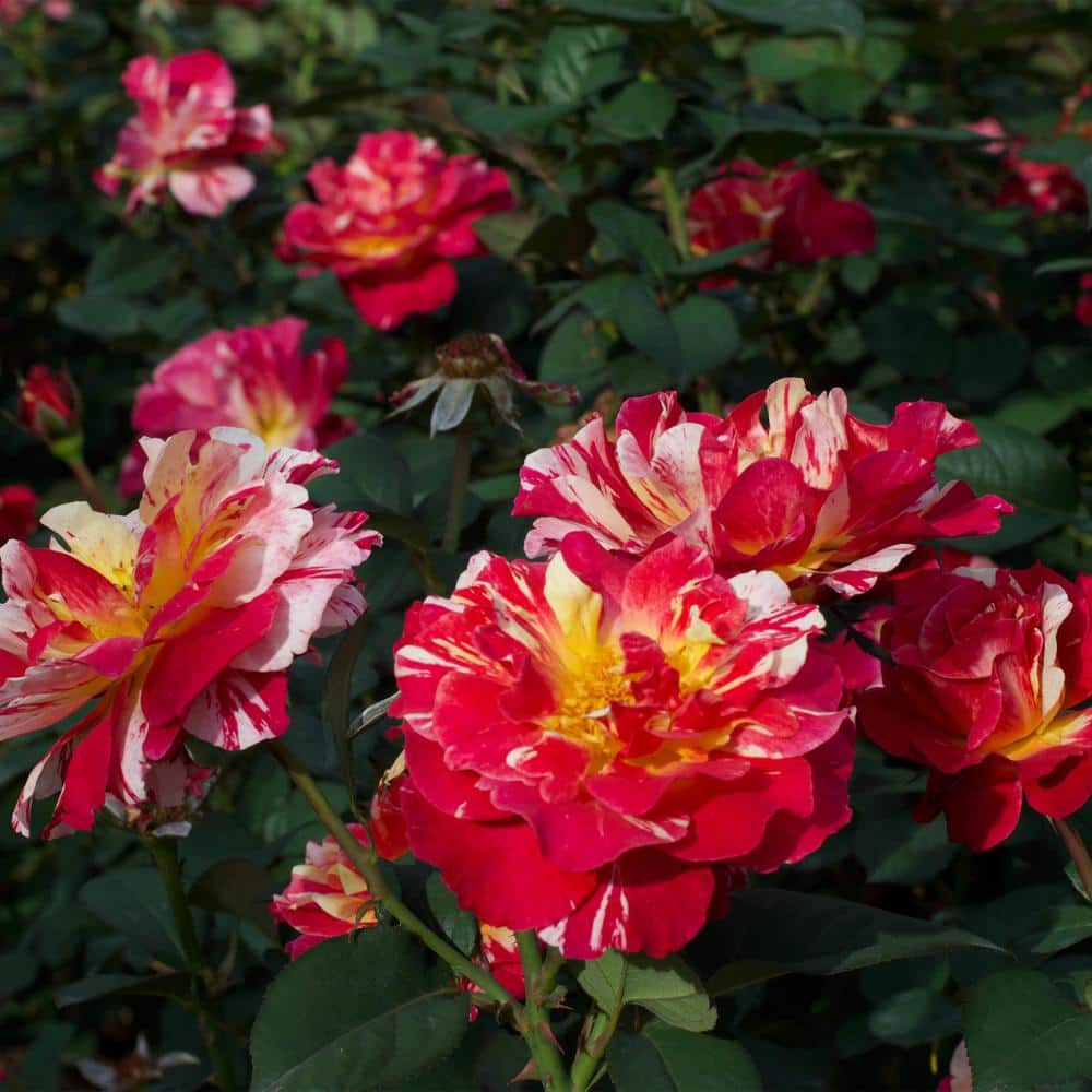 PAINTERS COLLECTION 2 Gal. Maurice Utrillo Rose Plant with Cream Yellow and Red Blooms 17435