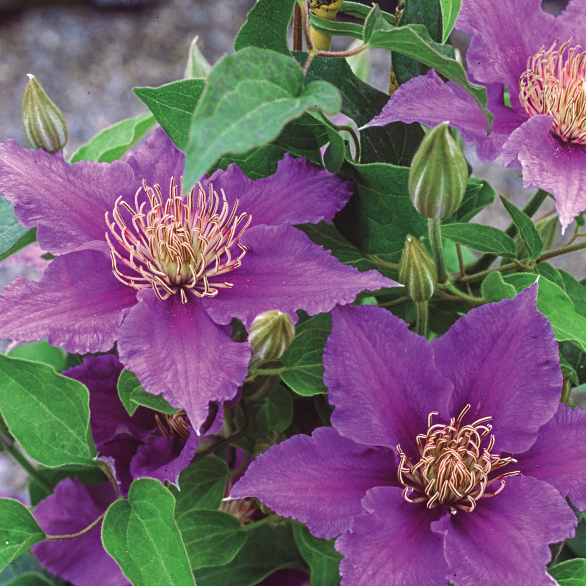 Bijou Clematis Vine， Bare Root Starter Perennial Plant (1-Pack)