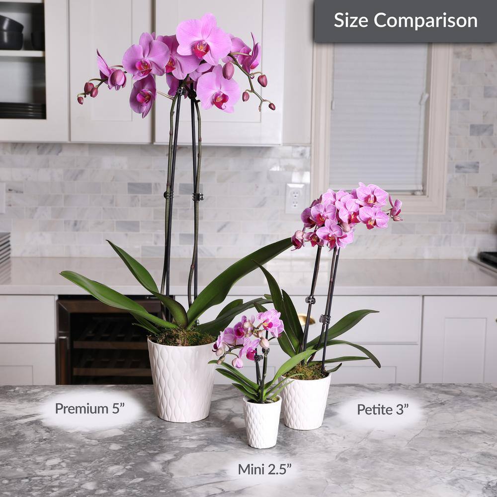 Just Add Ice Orchid (Phalaenopsis) Mini White with Yellow Throat Plant in 2-12 in. White Ceramic Pottery J5001