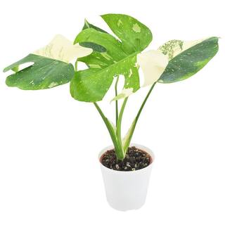 Arcadia Garden Products 4 in. Monstera Thai Constellation Plant in White Plastic Pot Cover LV70