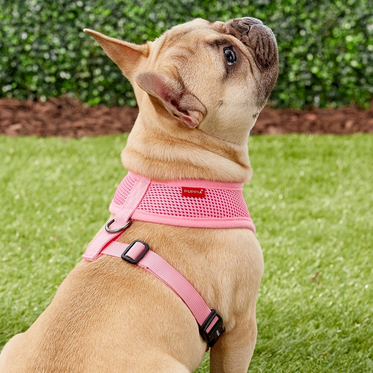 Puppia Polyester Back Clip Dog Harness