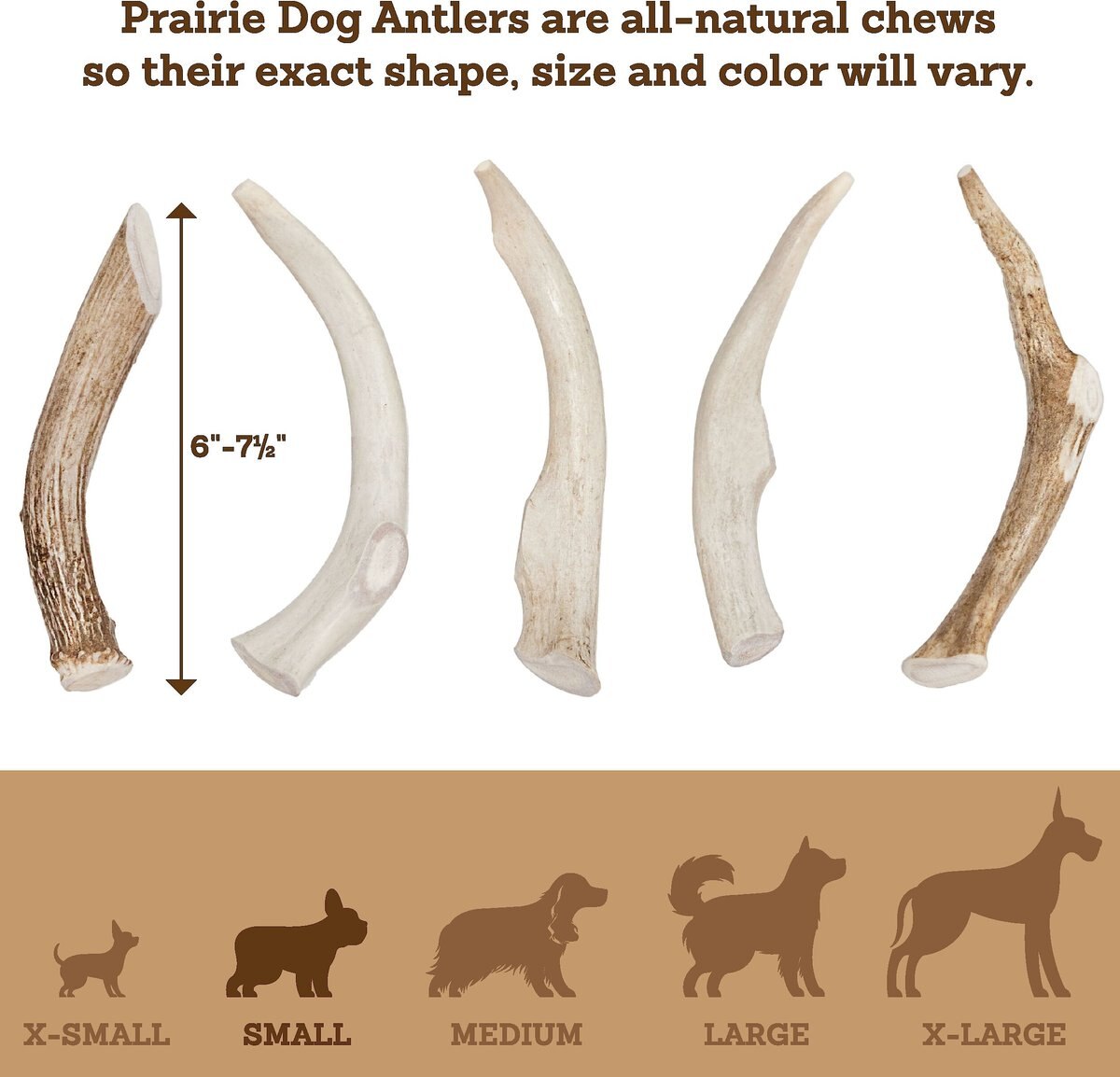 Prairie Dog Whole Deer Antler Dog Chews， 6 - 7.5 in