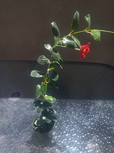 Mandevilla Dipladenia 'Red Riding Hood' ~ Perennial Flowering Vine