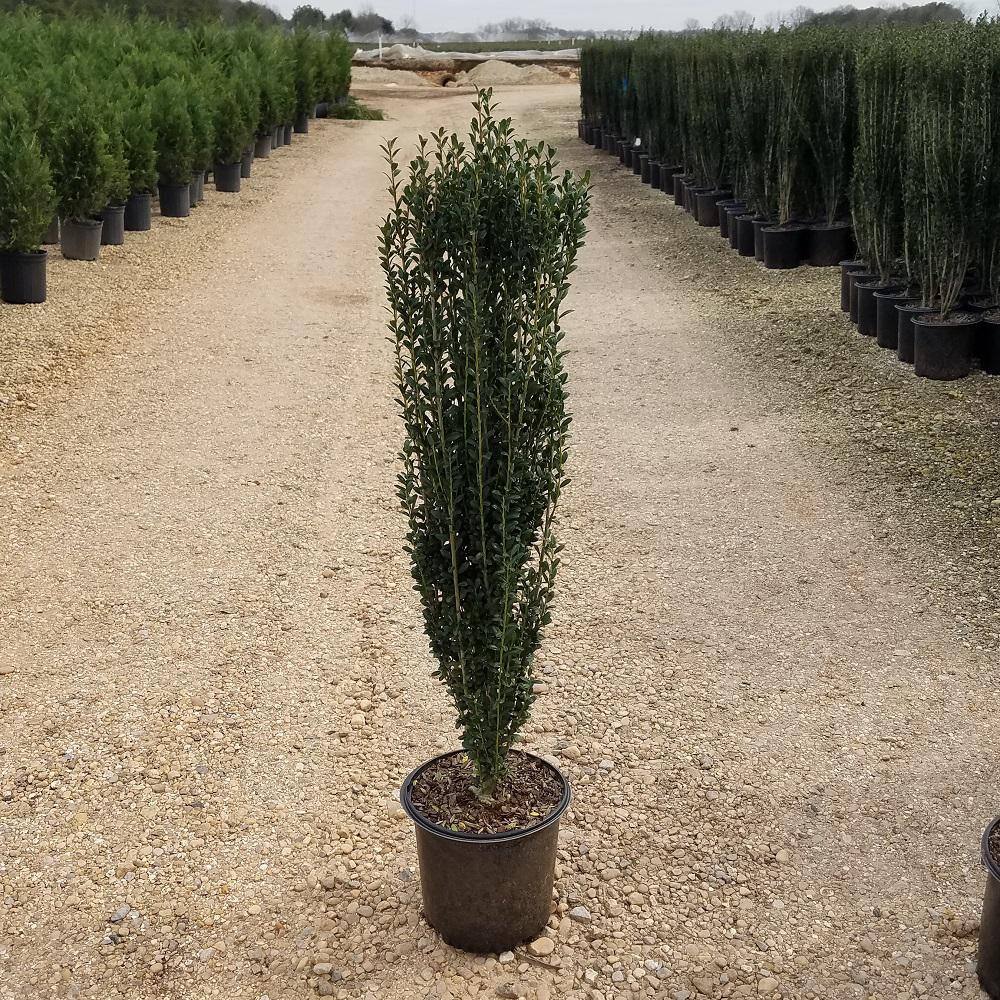 FLOWERWOOD 3 Gal. Sky Pencil Japanese Holly(Ilex) Live Shrub Upright Growth Habit 31203