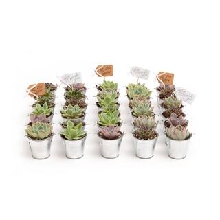 The Succulent Source 2 in. Wedding Event Rosette Succulents Plant with Tin Metal Pails and Let Love Grow Tags (60-Pack) 2-R-T-LLG-60