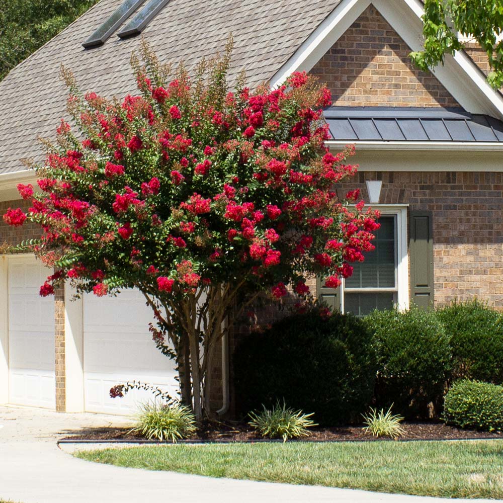 Colorama™ Scarlet Crape Myrtle Tree