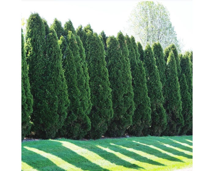 Freedom Farms Emerald Green Arborvitae Shrub， 3 Gallon Pot