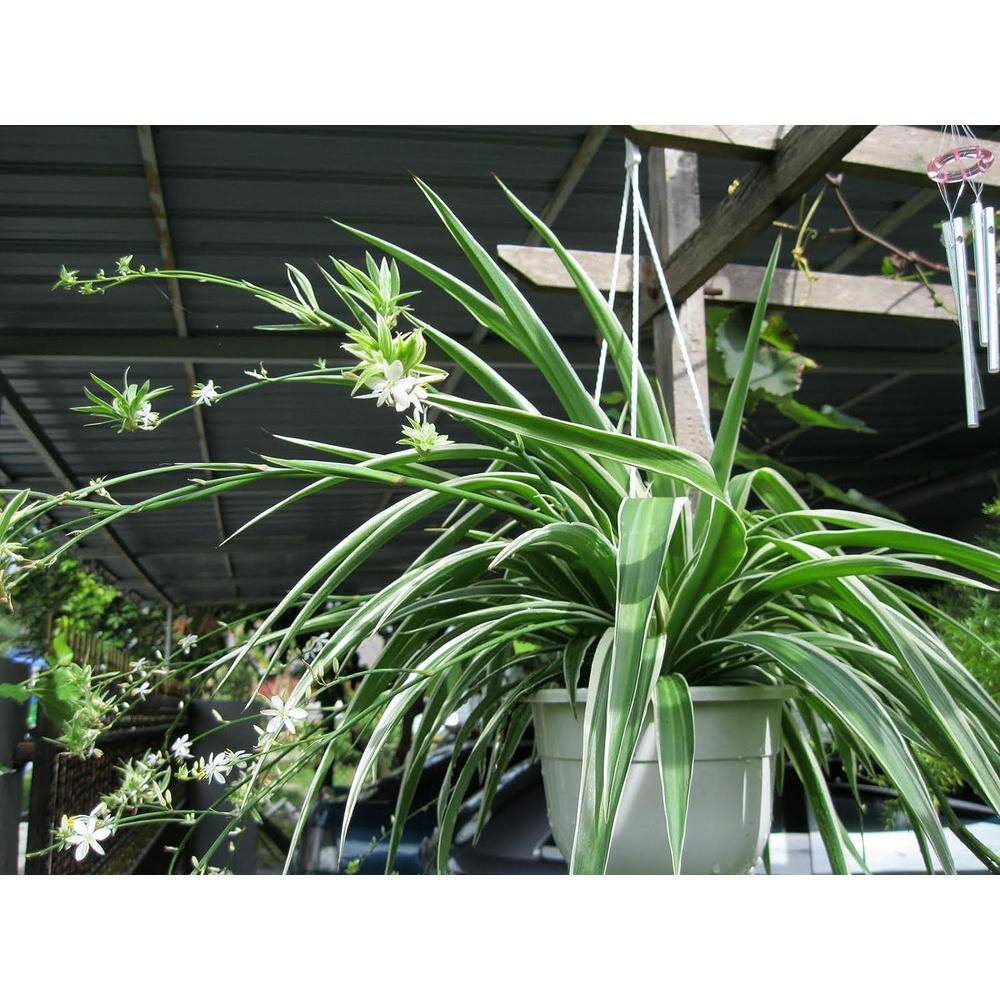 Wekiva Foliage 2 in. Enchanting Spider Plant - 3 Live Plants - Chlorophytum Comosum - Nature's Green Symphony for Your Home in Pots EnchantingSpiderPlant2x3