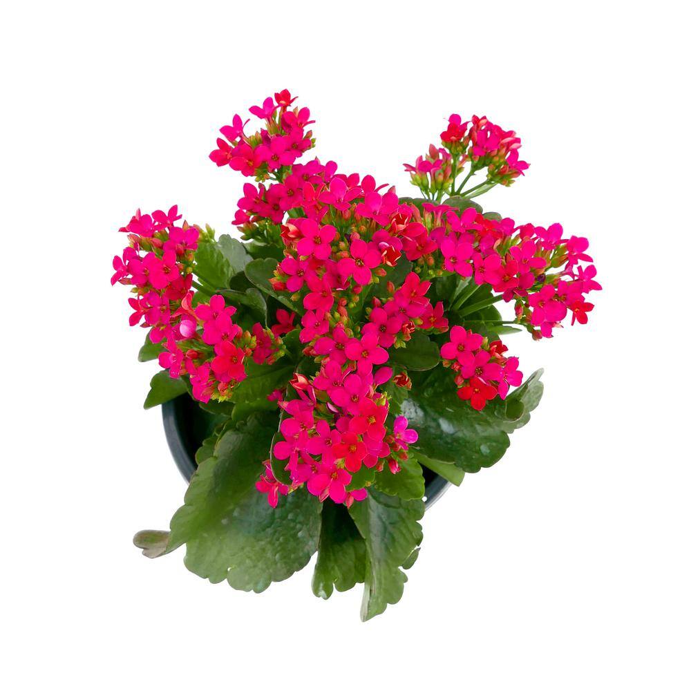 Vigoro 1.0 qt. Annual Kalanchoe Kerinci Rose (1-Pack) 1604