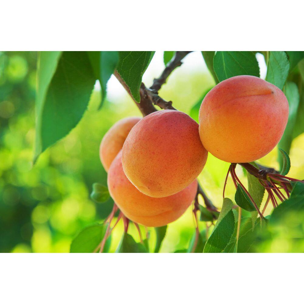 Online Orchards 3 ft. Moorpark Apricot Bare Root Tree with Classic Apricot Flavor and Heavy Producer FTAC203