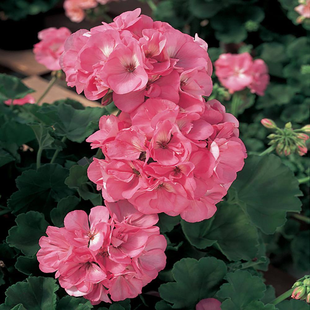 Vigoro 1 Qt. Pink Geranium Annual Plant 61069