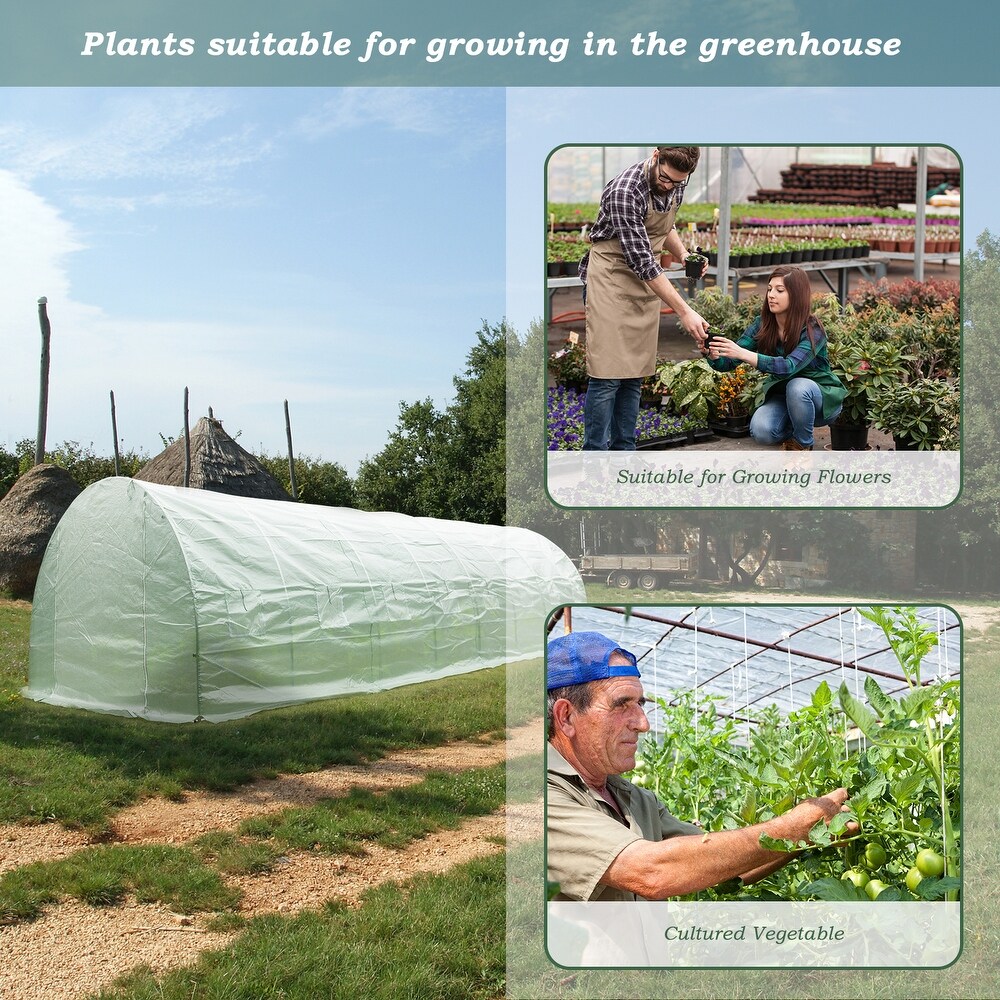 Aoodor Galvanized Pipe and PE Walk in Tunnel Greenhouse 26 FT x 10 FT x 7 FT   26'×10'×7'