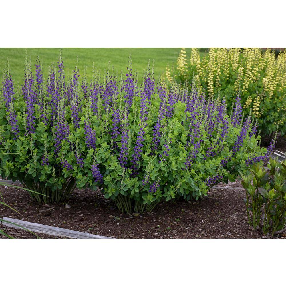 PROVEN WINNERS 3 Gal. Sparkling Sapphires Baptisia Live Perennial Plant (1-Pack) BAPTI3SAP1PK