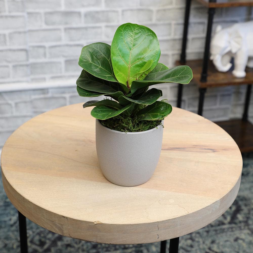 ALTMAN PLANTS Fiddle Leaf Fig Tree (Ficus lyrata) Live House Plant with 4.25 in. Decorative Ceramic Pot 0873083