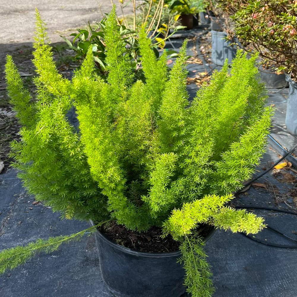 OnlinePlantCenter 3 Gal. Foxtail Fern (Asparagus) Plant in 10 in. Black Nursery Pot FERN0022G3