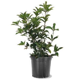 3 Gal. White Flowering Tea Olive Fragrant Evergreen Shrub TEAOLI03G