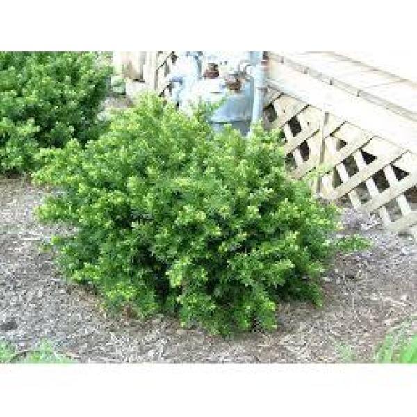 Online Orchards 1 Gal. Dense Spreading Yew Shrub this Classic Massive Shrub can Now be Used as a Small Specimen Plant EGYW002
