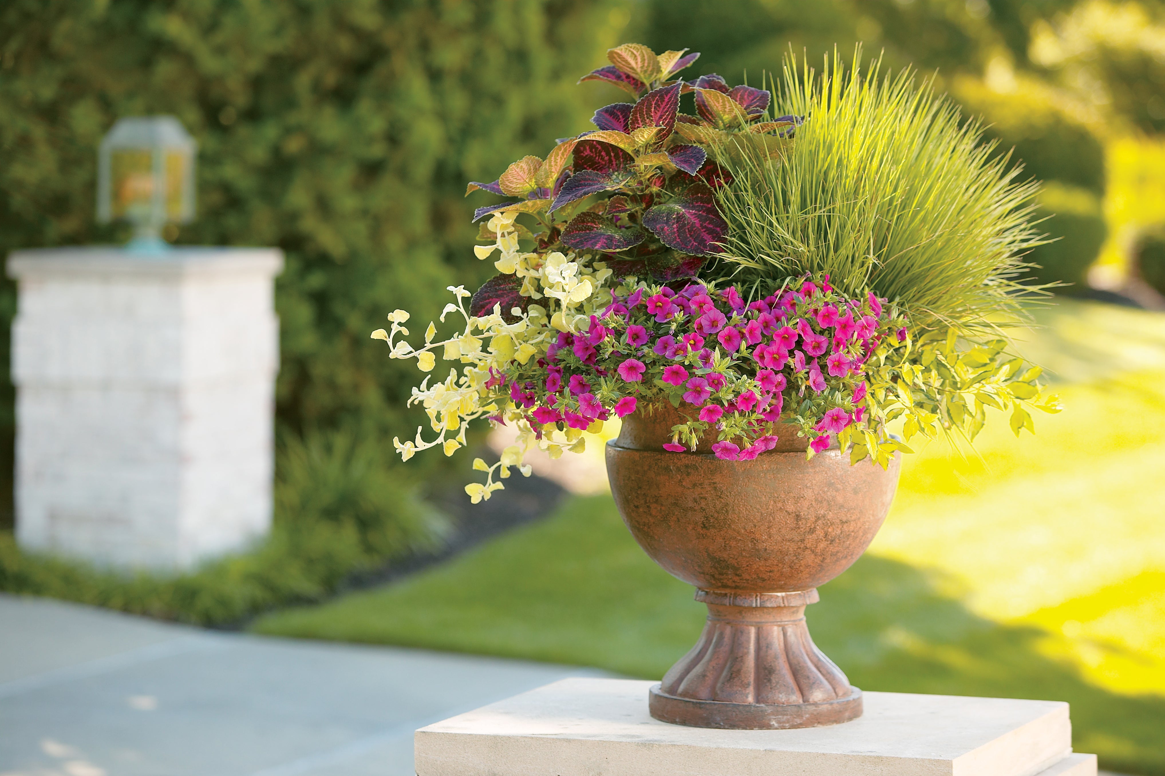 4.25 in. Eco+Grande， Superbells Pink (Calibrachoa) Live Plant， Pink Flowers (4-Pack)