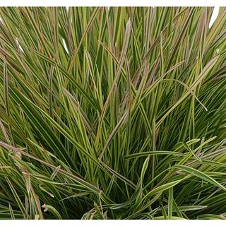 1.0 qt. Perennial Grass Deschampsia Northern Lights (2-Pack) 1454