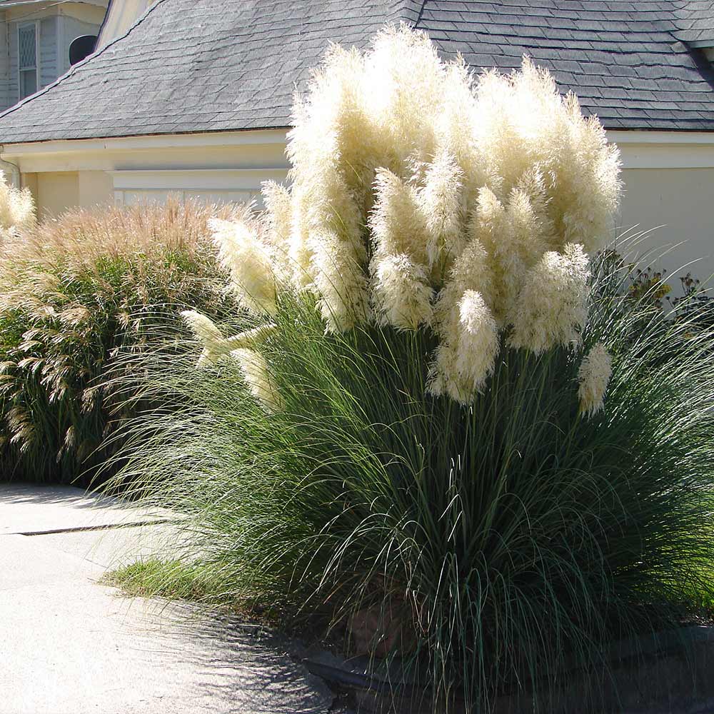 Pampas Grass