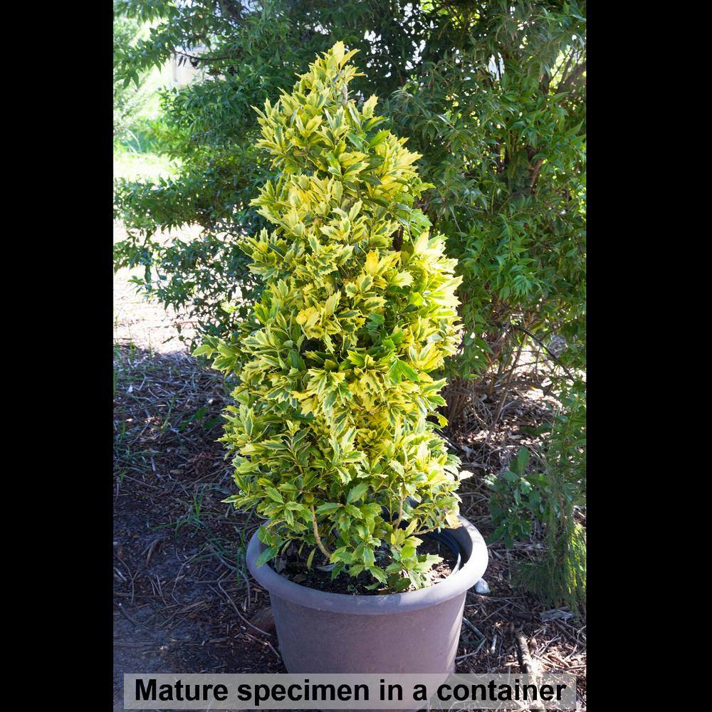 SOUTHERN LIVING 3 Gal. Golden Oakland Holly Tree with Pyramidal Yellow and Green Variegated Foliage 30203