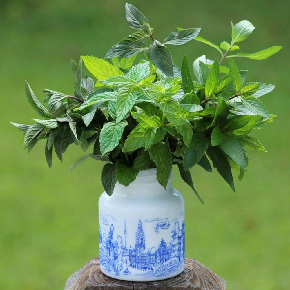 national PLANT NETWORK Chocolate Mint Herb Plant (3-Piece) HD2032