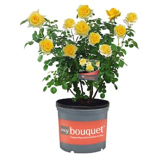 My Bouquet 2 Gal. Lemontini Rose with Yellow Flowers 17550