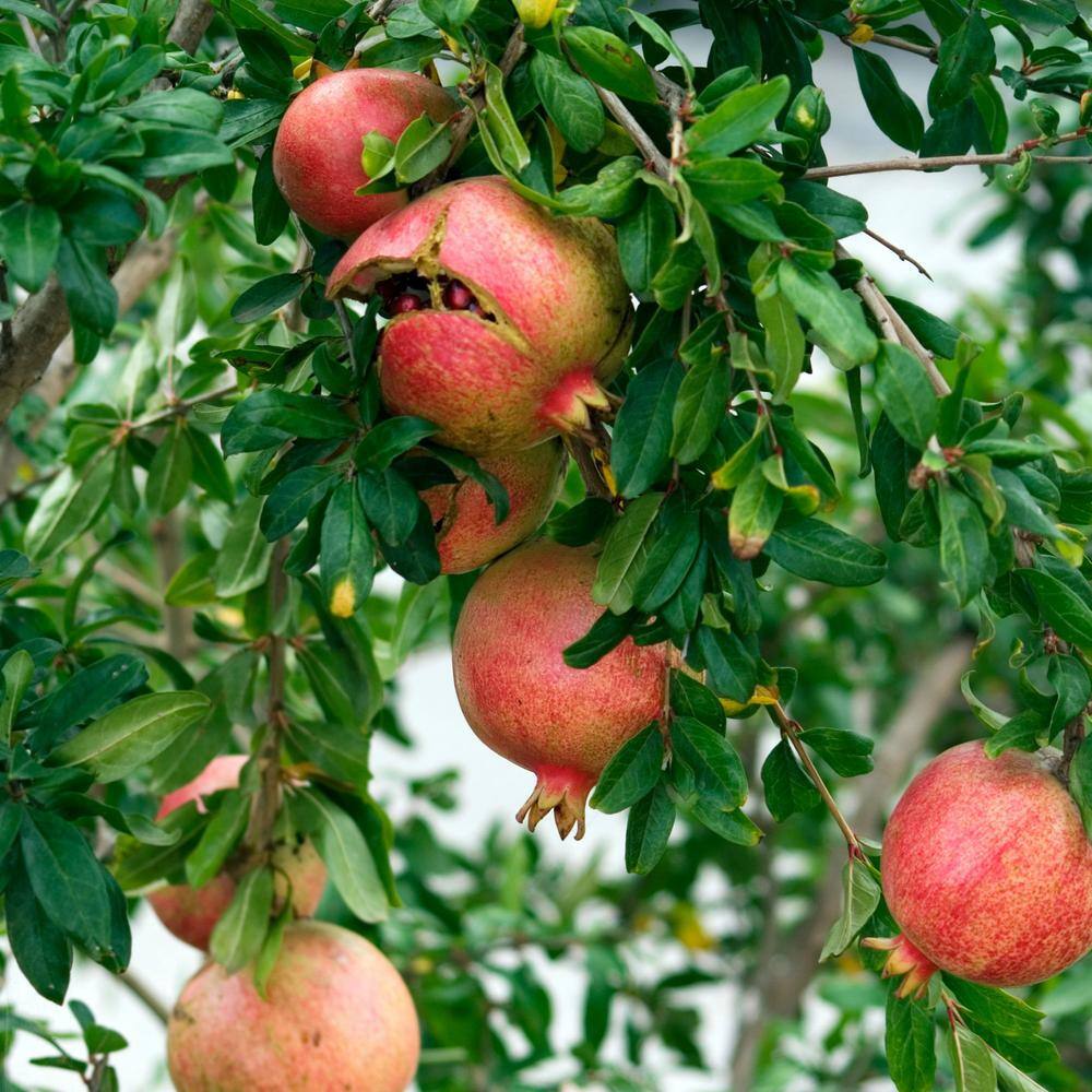 Alder  Oak #5 Container Sweet Pomegranate Deciduous Tree PUSW05