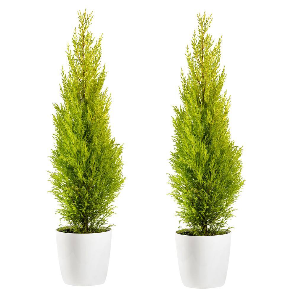 Online Orchards 1-Gal. Lemon Cypress Tree with Citrusy Aroma and Golden Evergreen Foliage (2-Pack) EGCY001