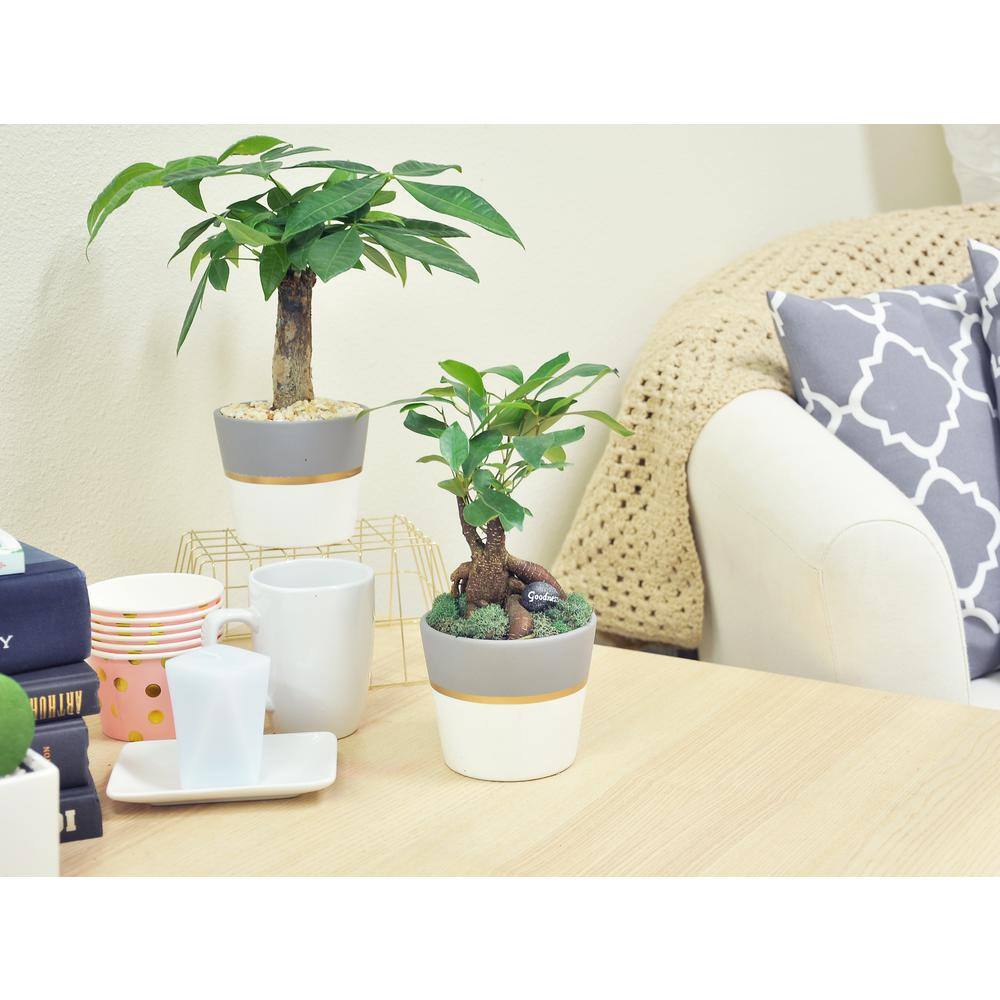 Costa Farms Pachira Money Tree Indoor Plant in 4 in. Premium Ceramic Pot Avg. Shipping Height 10 in. Tall CO.PAC5.3.SCH