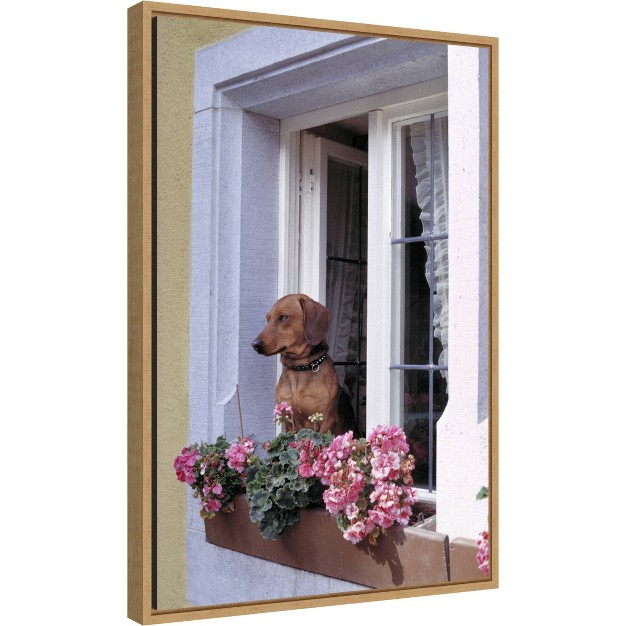 X 23 quot How Much Is That Dachshund In The Window By Ric Ergenbright Danita Delimont Framed Canvas Wall Art Amanti Art