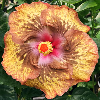 Exotic Hibiscus 'Hiawatha' Rose of Sharon (Hibiscus) Flower Shrub， Blue Flowers Hardy Korean Rose of Sharon Starter 25+ seeds pack