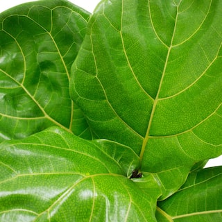 Vigoro 10 in. Lyrata Bush Fiddle Leaf Fig in White Plastic Deco Pot 1.70GFLYRATAPAR