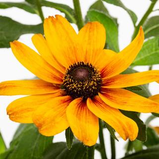 METROLINA GREENHOUSES 1 Gal. Smileyz Yellow Black Eyed Susan Napa Barrel Planter Perennial Plant 54997