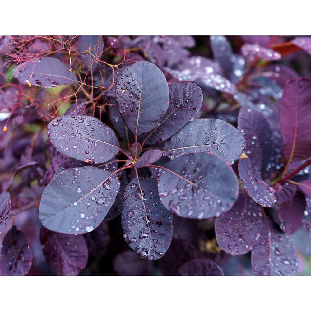 BELL NURSERY 3 Gal. Royal Purple Smokebush Live Flowering Shrub with Purple Foliage and Pink-Purple Flowers (1-Pack) SMOKE3RLP1PK