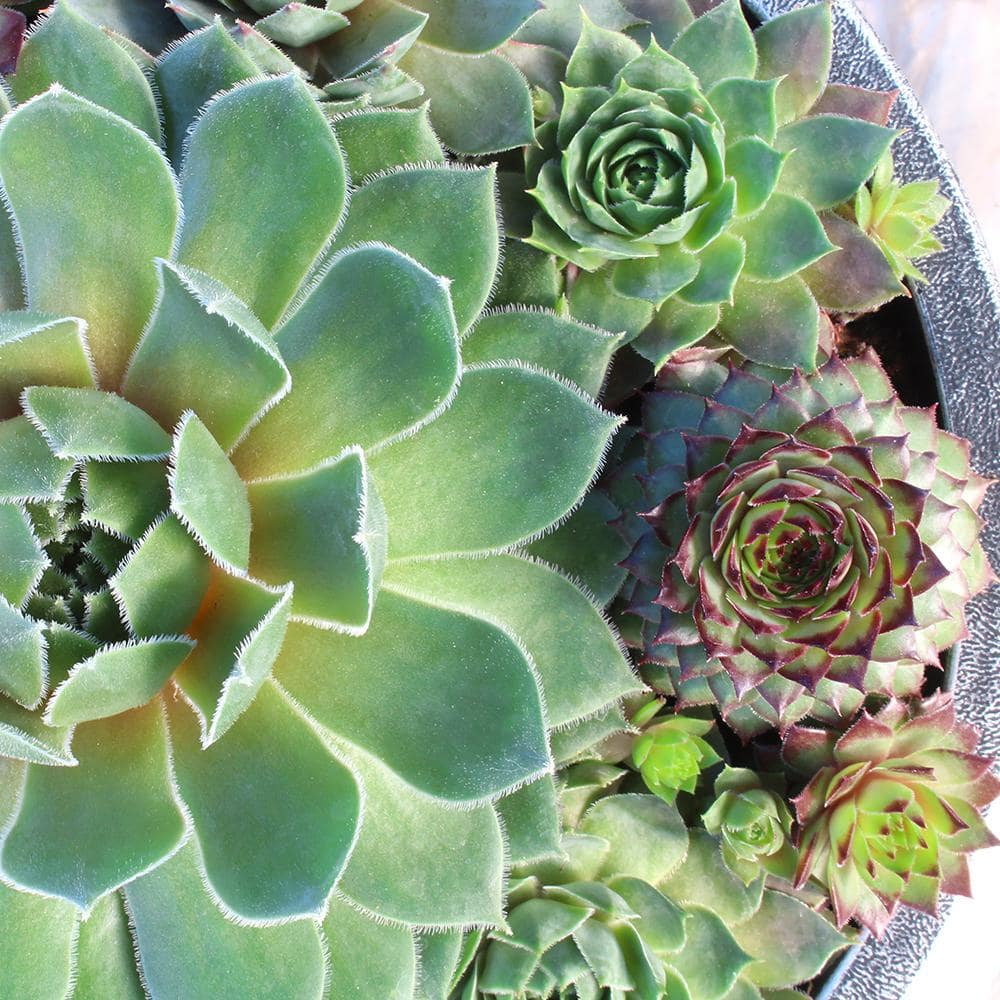 SMART PLANET 8 in. Sempervivum Bowl 0872455