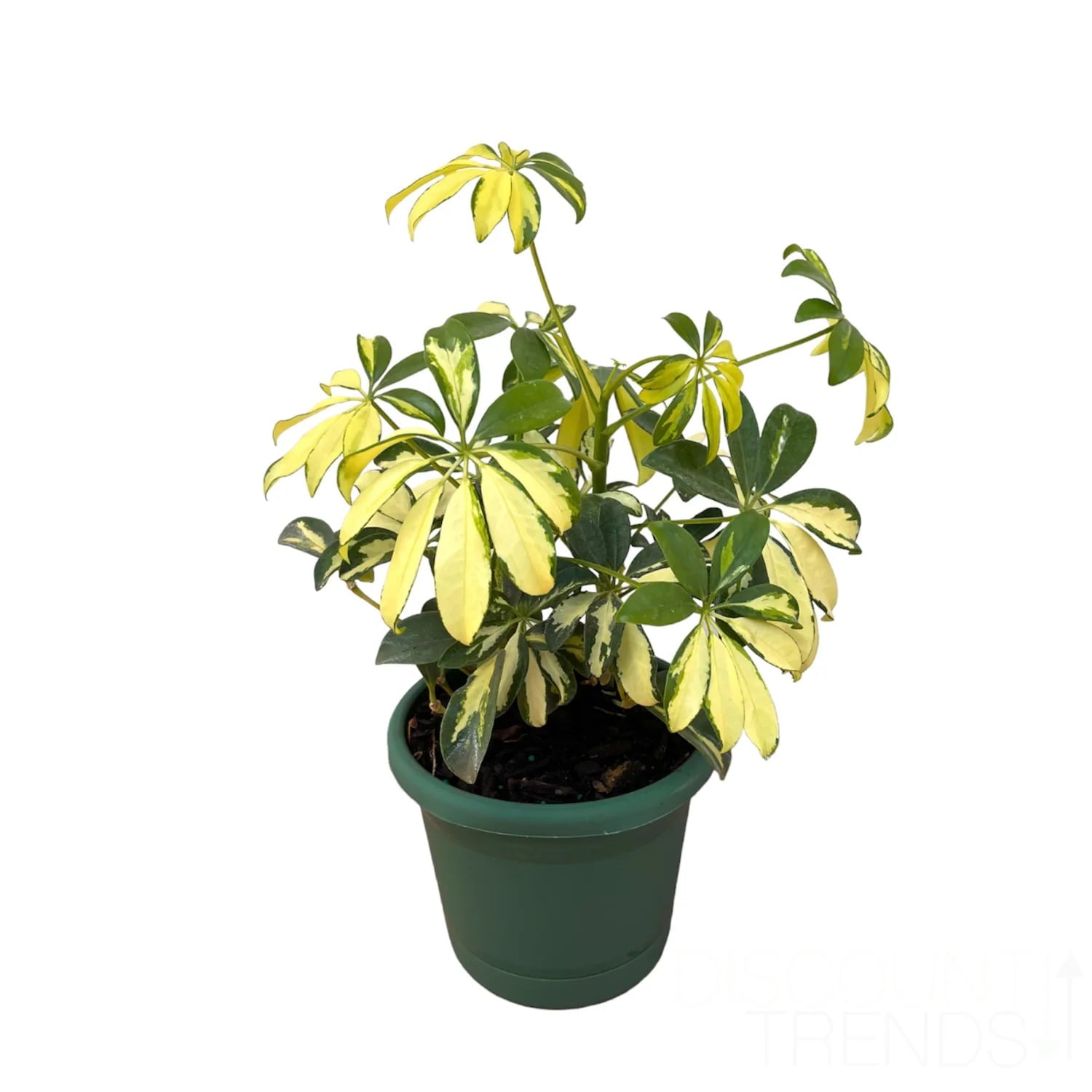 Live Dwarf Umbrella Tree - Premium Tropical Plant For Home， Perfect for Indoor or Outdoor Growing - Schefflera Arboricola - 8-12 Inches， Ships In Planter